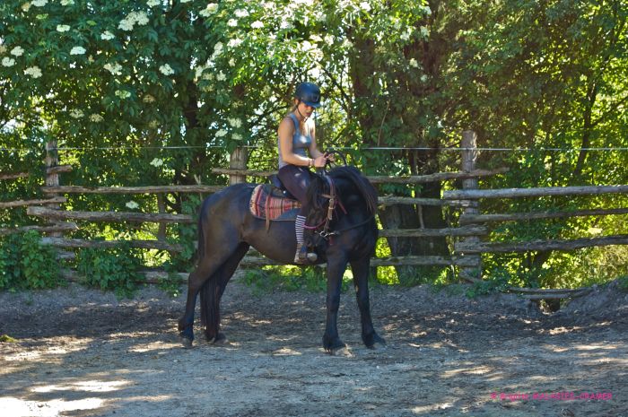 Cheval de Mérens du domaine de Sié