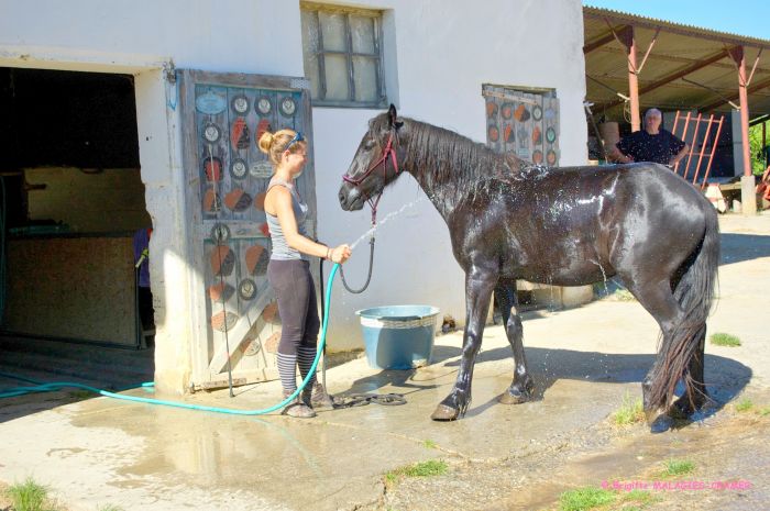 Cheval de Mérens du domaine de Sié