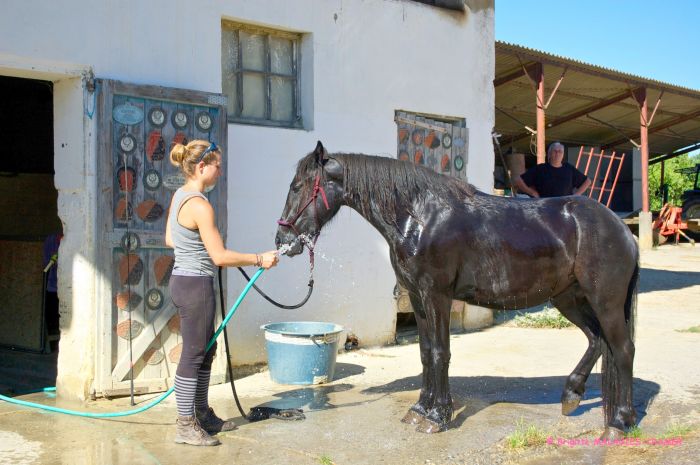 Cheval de Mérens du domaine de Sié