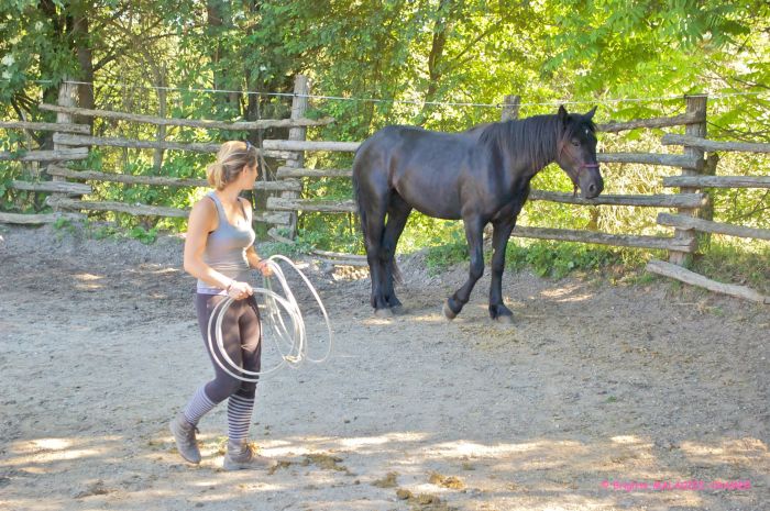 Cheval de Mérens du domaine de Sié