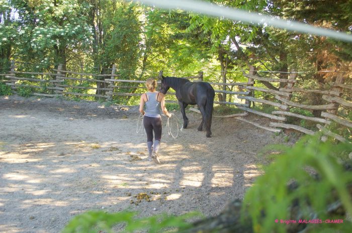 Cheval de Mérens du domaine de Sié