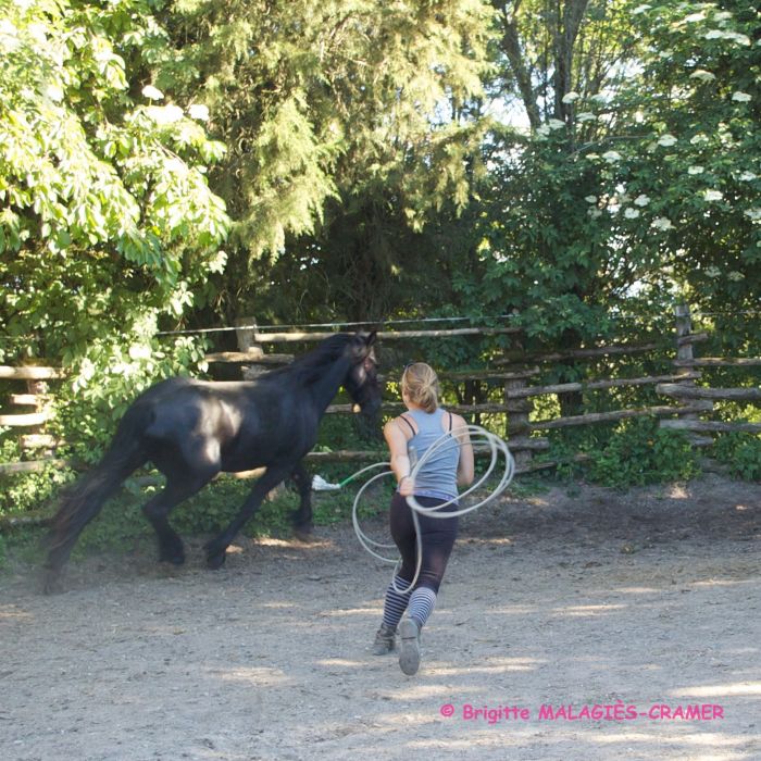 Cheval de Mérens du domaine de Sié