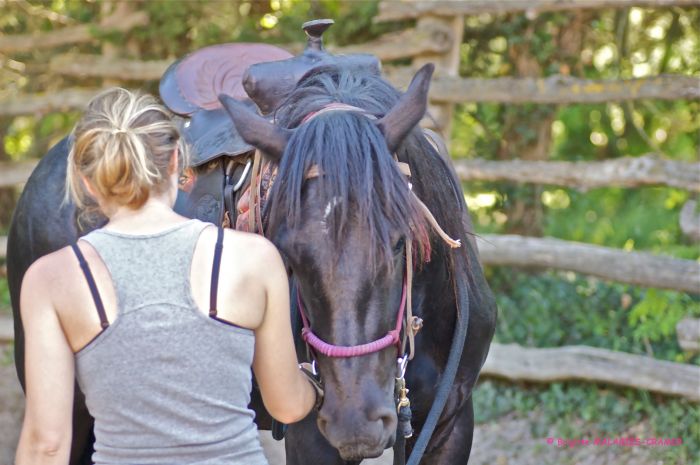 Cheval de Mérens du domaine de Sié