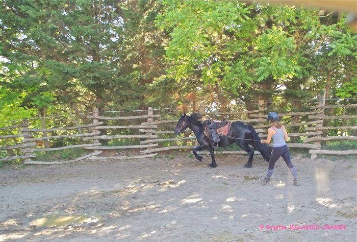 Cheval de Mérens du domaine de Sié