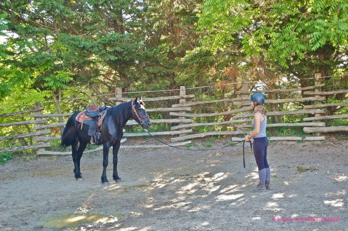 Cheval de Mérens du domaine de Sié