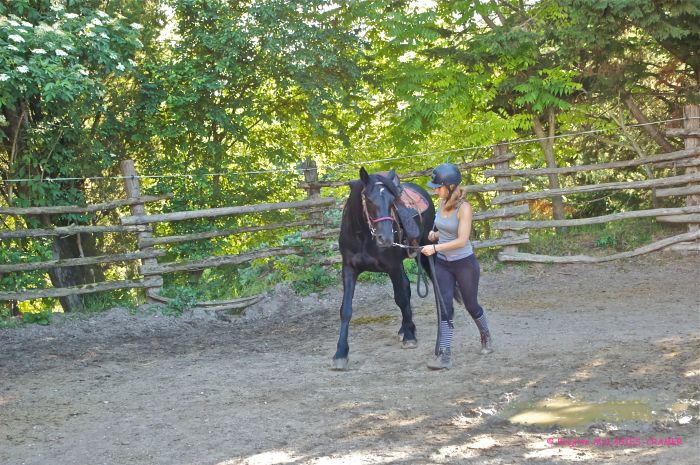 Cheval de Mérens du domaine de Sié