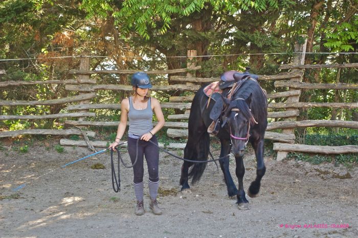 Cheval de Mérens du domaine de Sié