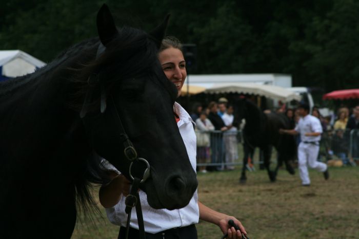 Cheval de Mérens du domaine de Sié