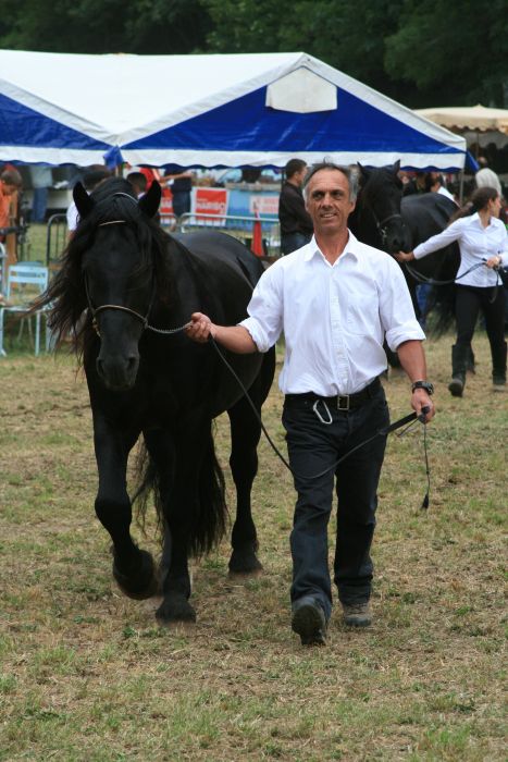 Cheval de Mérens du domaine de Sié