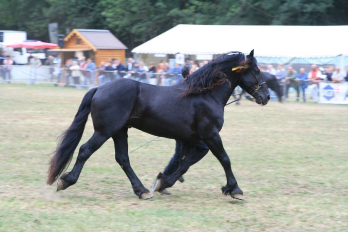 Cheval de Mérens du domaine de Sié