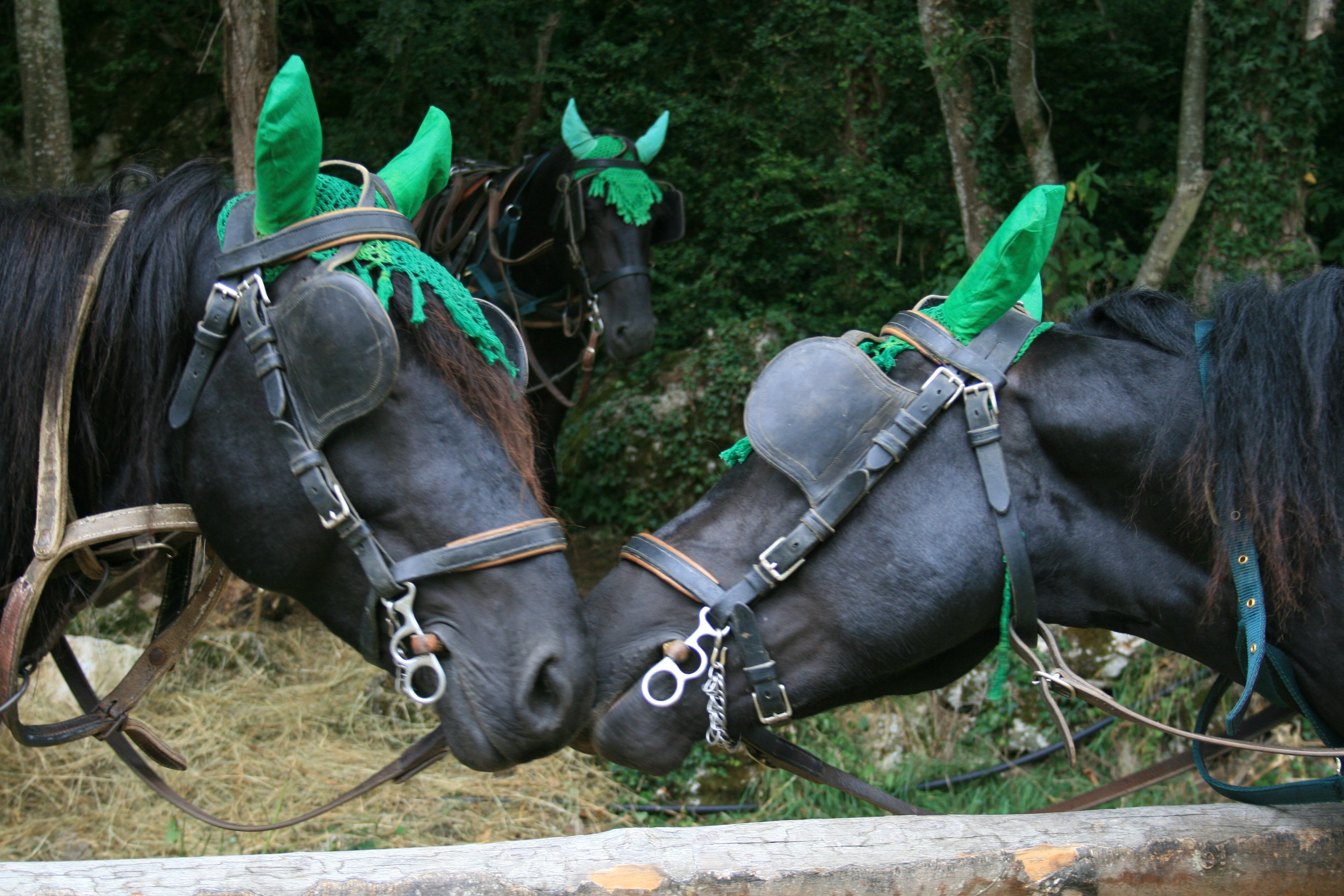 Cheval de Mérens du domaine de Sié