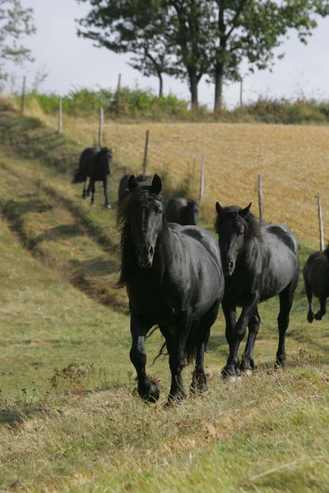 Cheval de Mérens du domaine de Sié