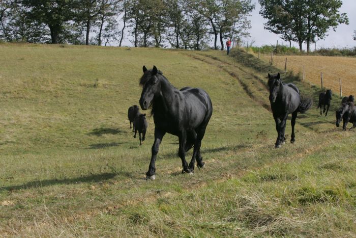 Cheval de Mérens du domaine de Sié