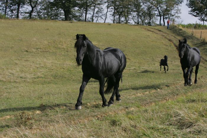 Cheval de Mérens du domaine de Sié