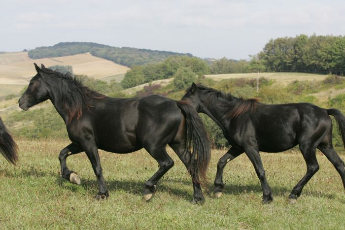 Cheval de Mérens du domaine de Sié