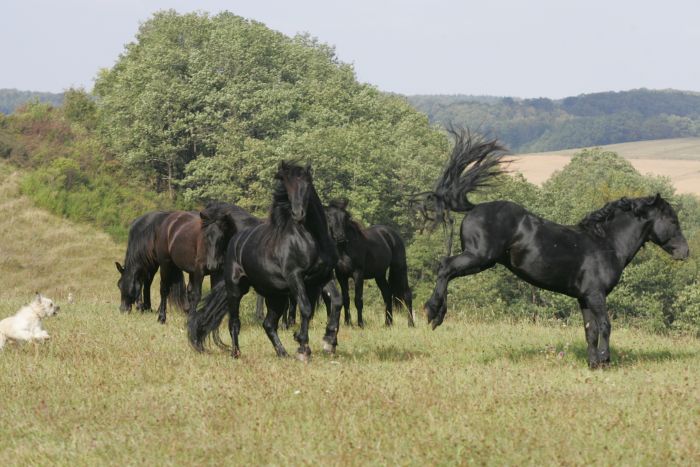 Cheval de Mérens du domaine de Sié