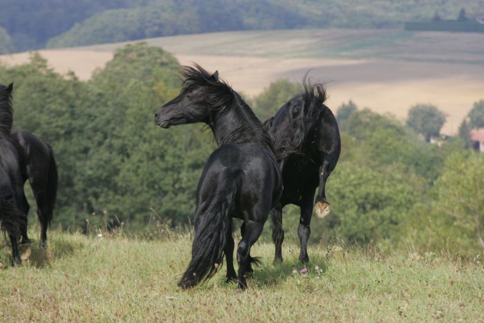 Cheval de Mérens du domaine de Sié