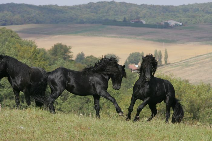 Cheval de Mérens du domaine de Sié