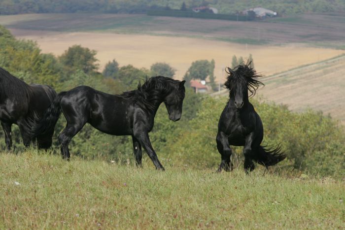 Cheval de Mérens du domaine de Sié