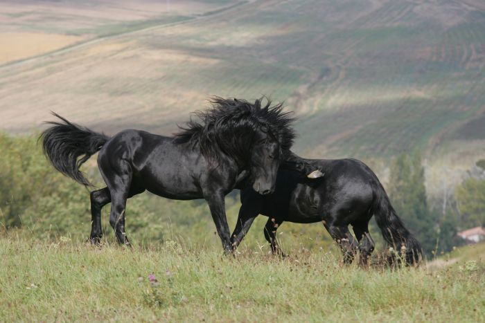 Cheval de Mérens du domaine de Sié