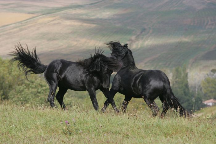 Cheval de Mérens du domaine de Sié