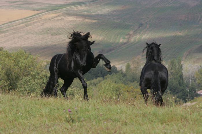 Cheval de Mérens du domaine de Sié