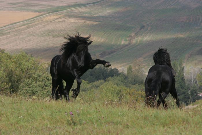 Cheval de Mérens du domaine de Sié