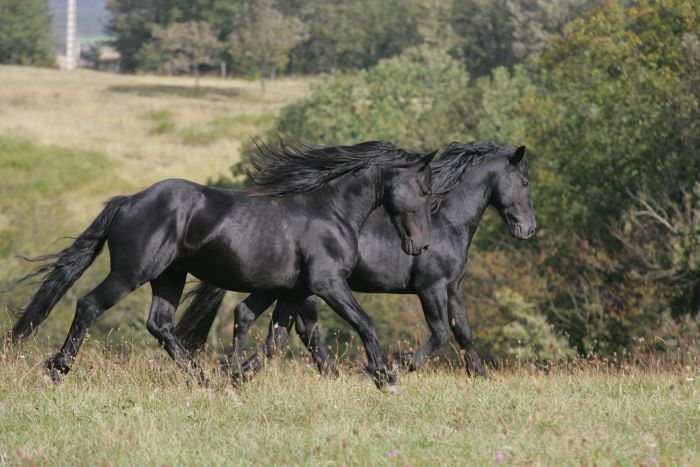 Cheval de Mérens du domaine de Sié