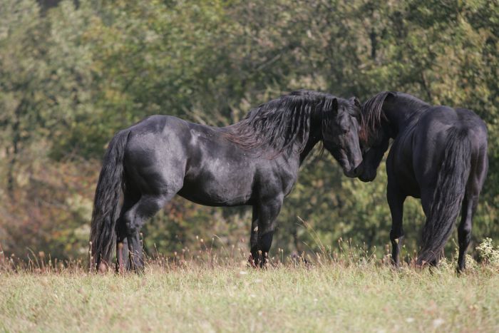 Cheval de Mérens du domaine de Sié