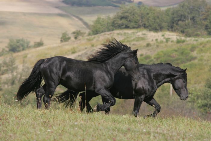 Cheval de Mérens du domaine de Sié