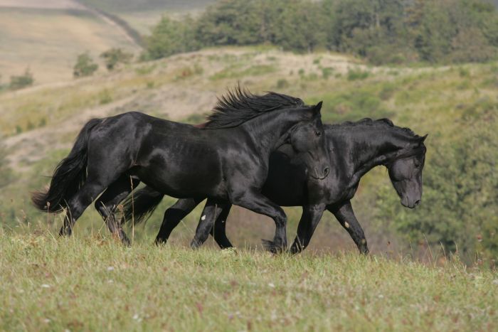 Cheval de Mérens du domaine de Sié