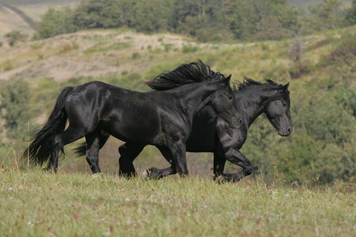 Cheval de Mérens du domaine de Sié