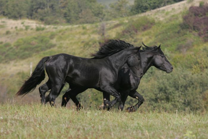 Cheval de Mérens du domaine de Sié