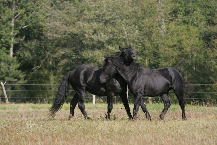 Cheval de Mérens du domaine de Sié