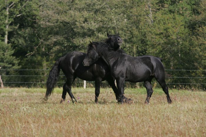 Cheval de Mérens du domaine de Sié