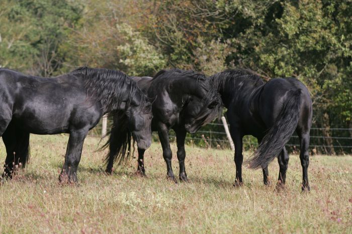 Cheval de Mérens du domaine de Sié