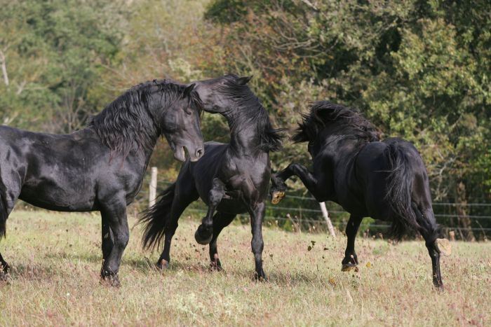 Cheval de Mérens du domaine de Sié