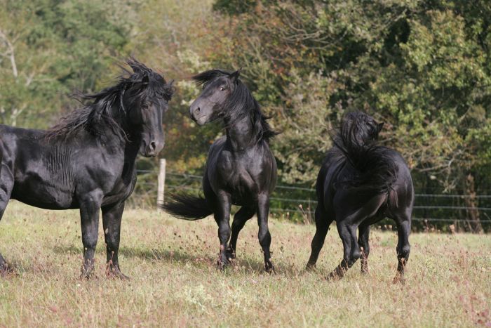 Cheval de Mérens du domaine de Sié