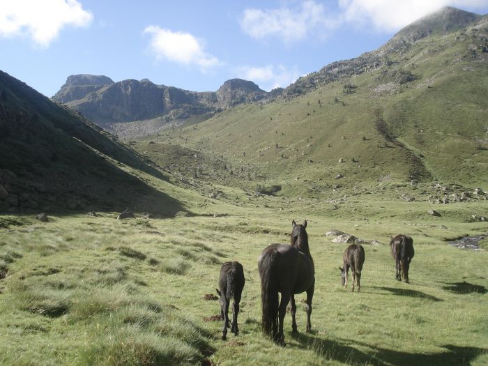 Cheval de Mérens du domaine de Sié