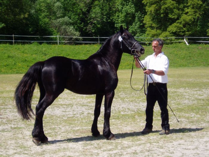 Cheval de Mérens du domaine de Sié