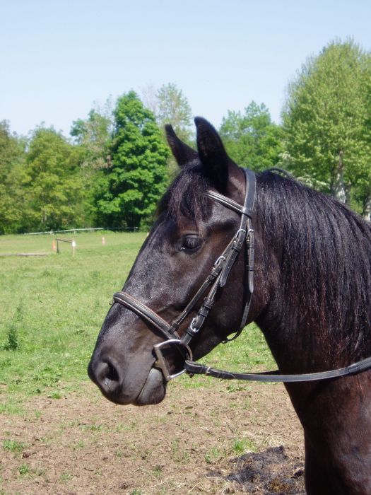 Cheval de Mérens du domaine de Sié