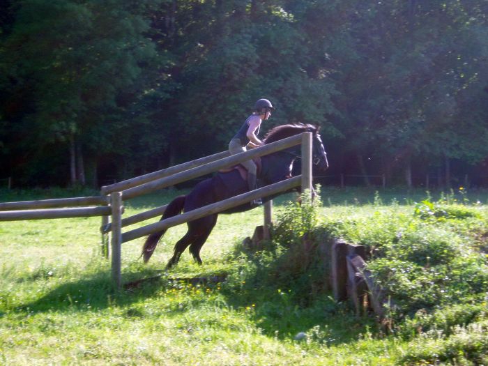 Cheval de Mérens du domaine de Sié