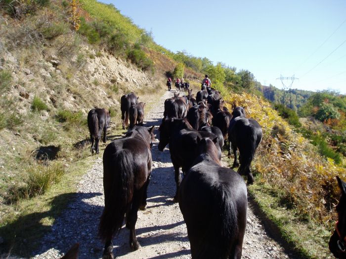 Cheval de Mérens du domaine de Sié