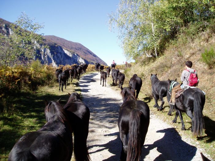 Cheval de Mérens du domaine de Sié