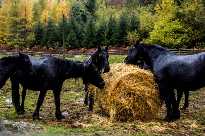 Cheval de Mérens du domaine de Sié