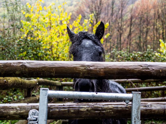 Cheval de Mérens du domaine de Sié