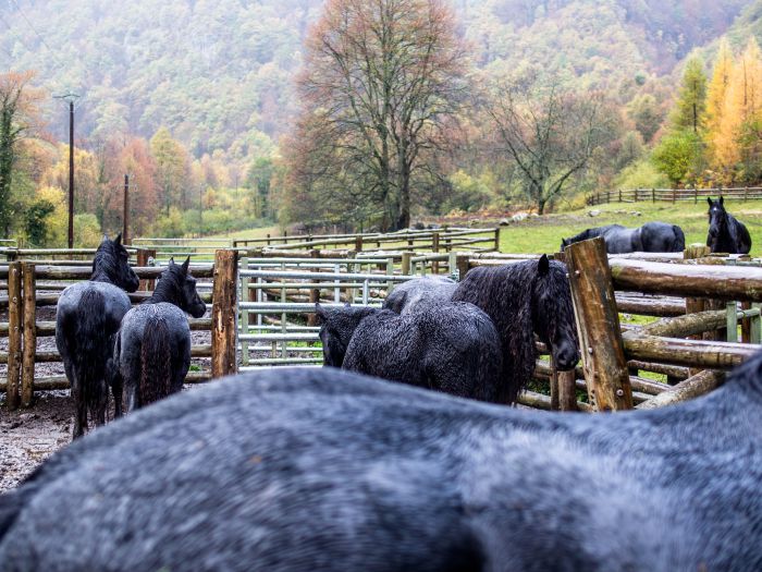 Cheval de Mérens du domaine de Sié