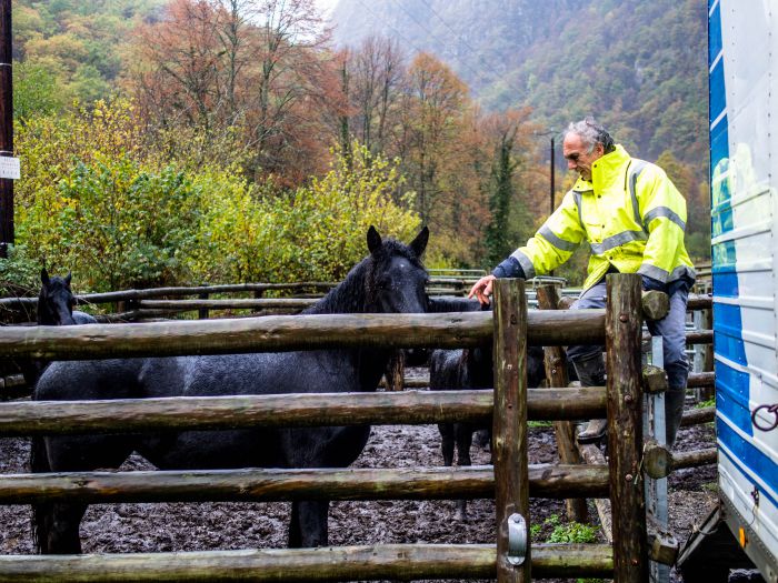 Cheval de Mérens du domaine de Sié