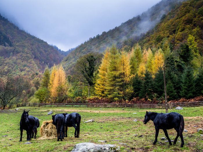 Cheval de Mérens du domaine de Sié