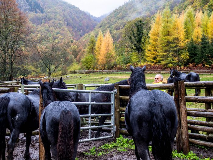 Cheval de Mérens du domaine de Sié